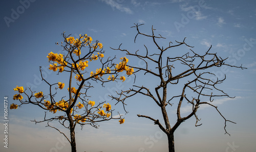 Dry tree and flower tree