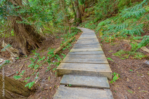 Forest trail scenic for vacations and summer getaways. Sandwell Park Trail at Gabriola Island, BC, Canada. photo