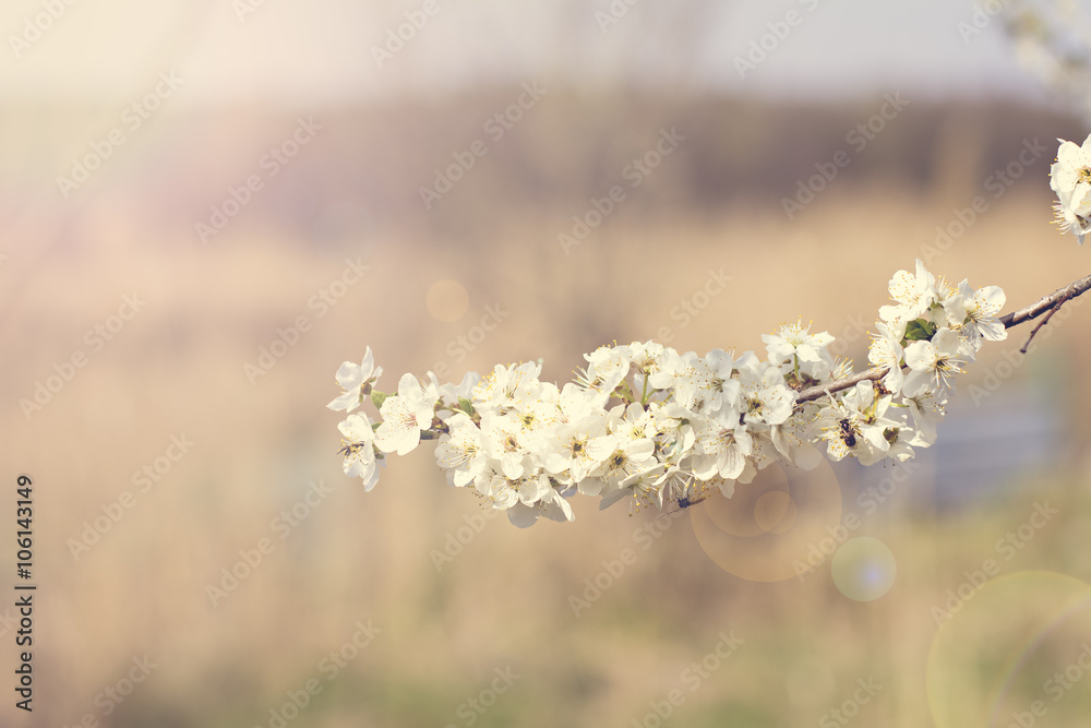 Apricot tree flowers. Spring white flowers on a tree branch. Apricot tree in bloom. Spring, seasons, time of year. White flowers of apricot tree Apricot tree flowers. Spring white flowers on a tree branch. Apricot tree in bloom. Spring, seasons, time of year. White flowers of apricot tree