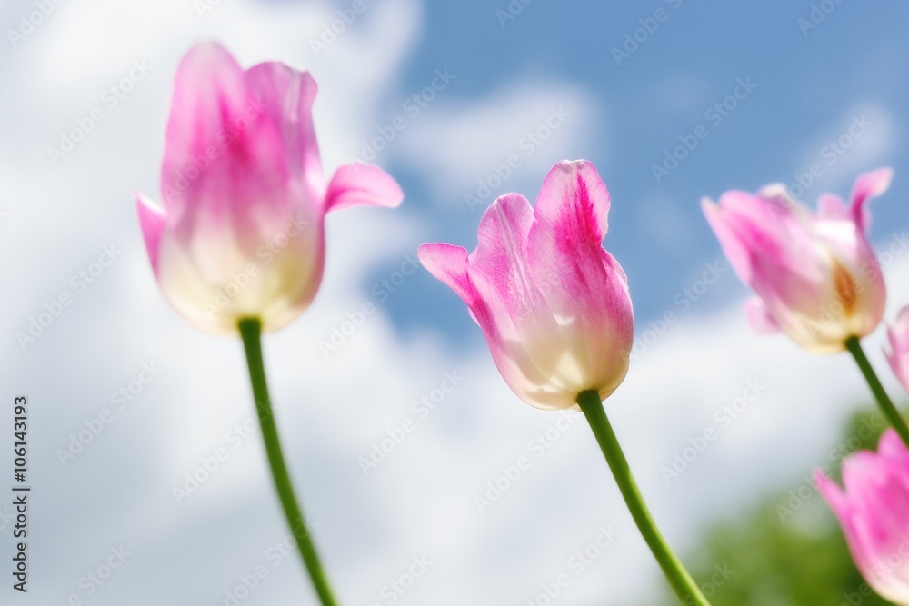 Tulip plant, colorful tulips in Hokkaido, Japan Tulip plant, colorful tulips in Hokkaido, Japan