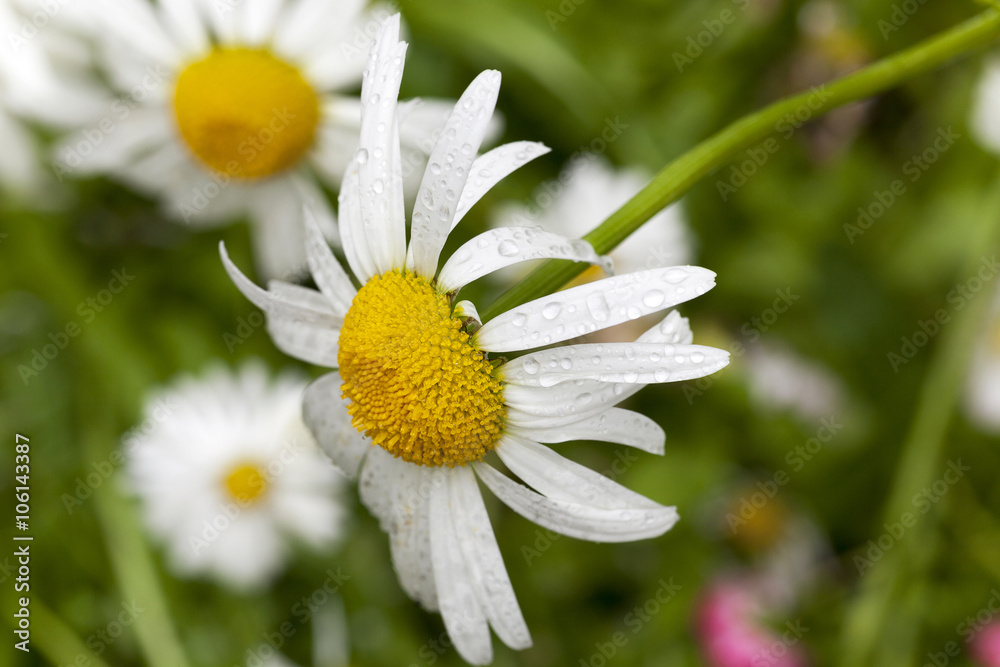 Fototapeta premium white daisy , flowers.