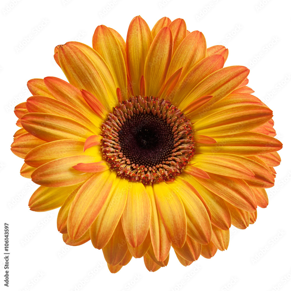 orange gerbera orange gerbera