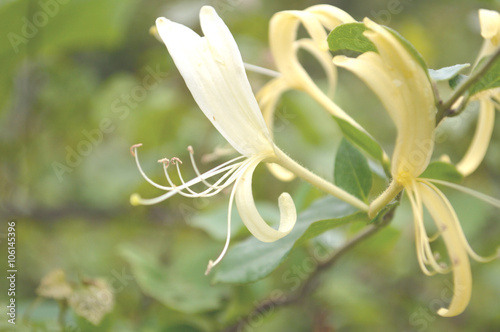 Lonicera japonica, or Japanese honeysuckle blooms, known for the sweet taste of their nectar