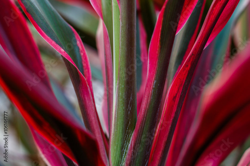 Cordyline leaves background photo