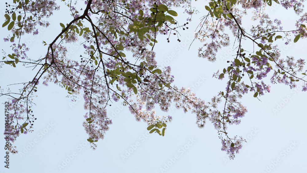 beautiful purple flowers blooming beautiful purple flowers blooming