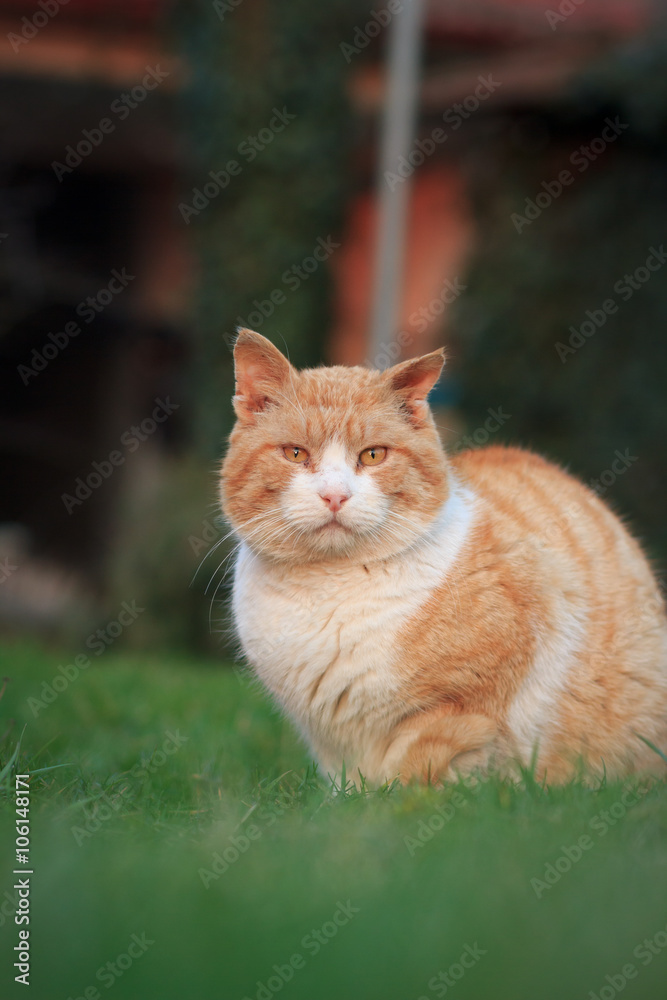 Rusty lovely cat relaxing on the huge botanic garden during beau Rusty lovely cat relaxing on the huge botanic garden during beau