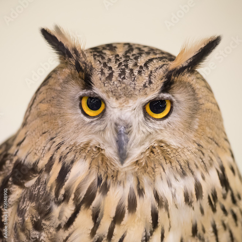 White Faced Owl © piyagoon