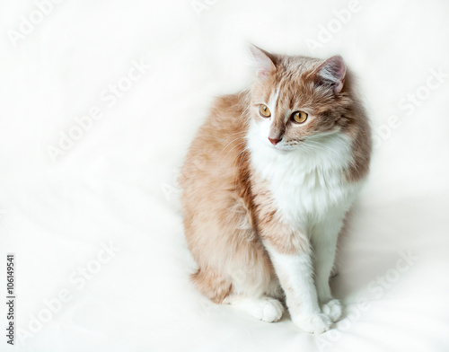 cat on a white background 