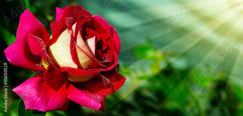 Fototapeta Naklejka Na Ścianę i Meble -  Beautiful red garden rose .