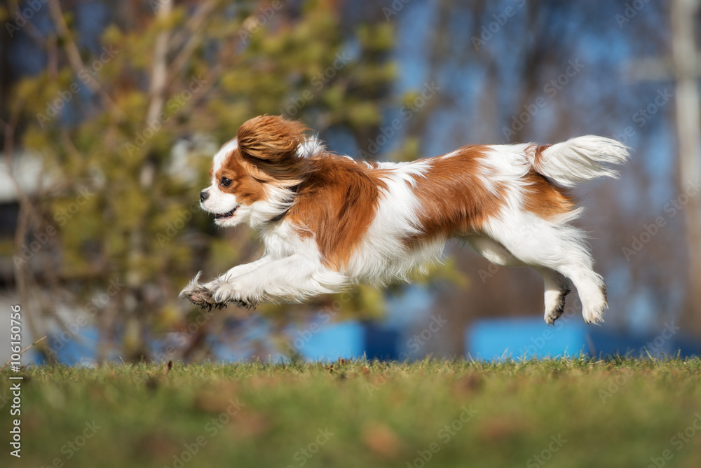 happy puppy jumping outdoors in spring happy puppy jumping outdoors in spring