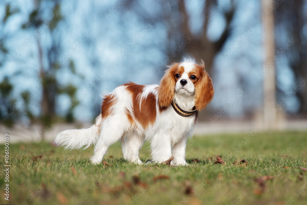 cavalier king charles spaniel puppy standing outdoors cavalier king charles spaniel puppy standing outdoors