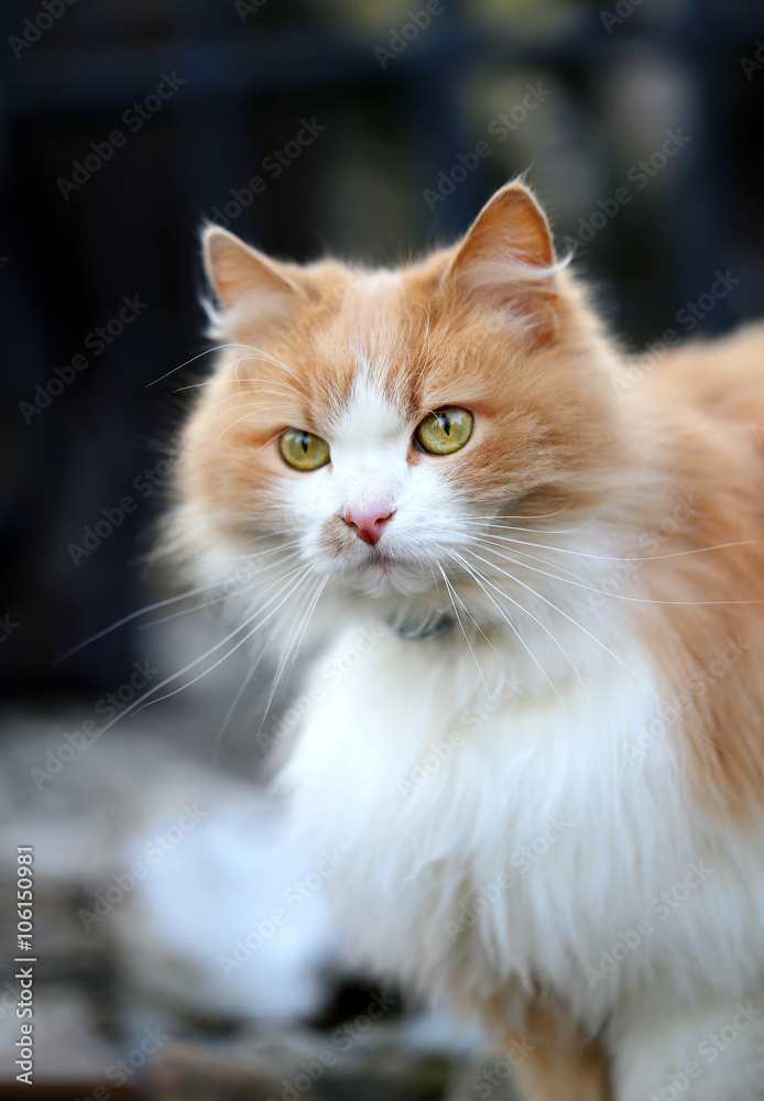 Portrait of an orange cat