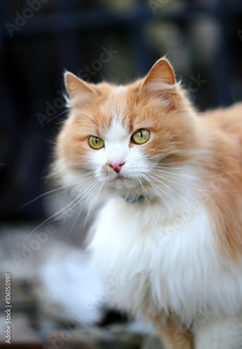 Portrait of an orange cat