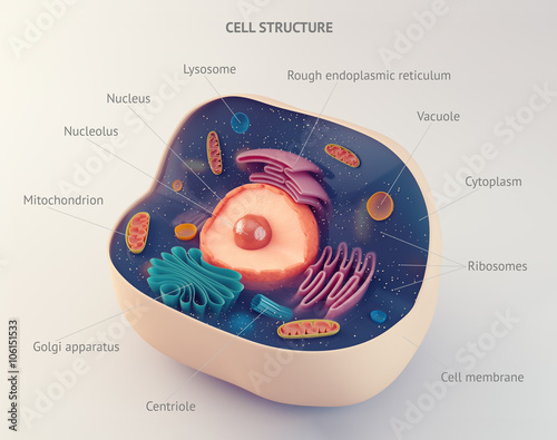 Anatomical structure of animal cell