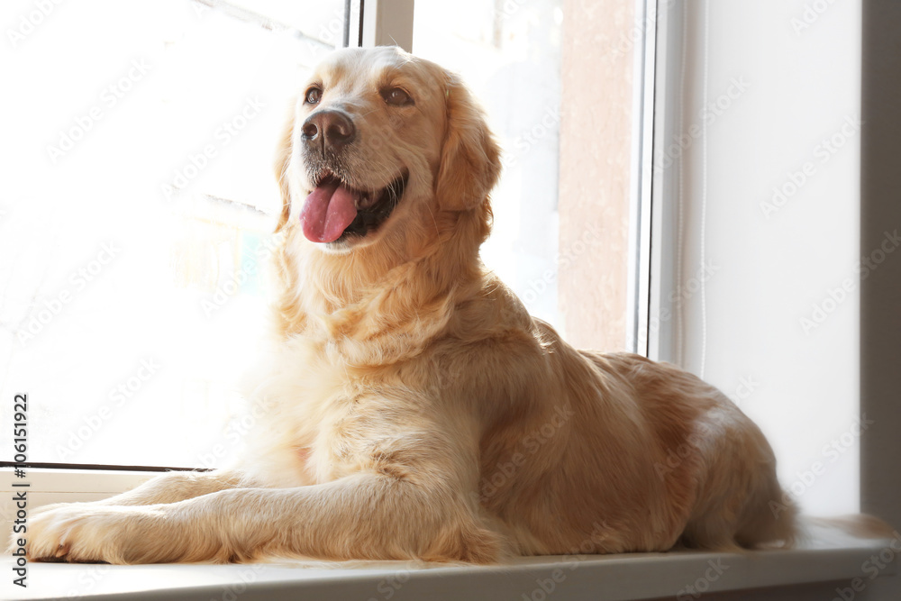 Golden retriever lying on the window at home