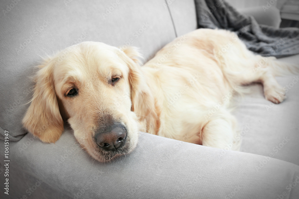 Golden retriever lying on a sofa at home Golden retriever lying on a sofa at home