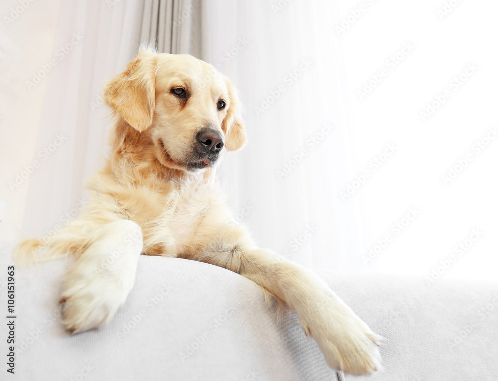 Golden retriever sitting on a sofa at home Golden retriever sitting on a sofa at home