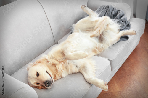 Golden retriever lying on a...