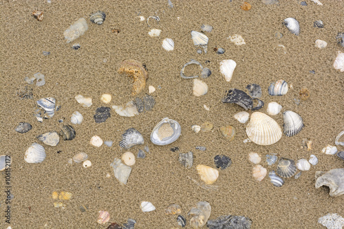 Sea Shells on a Sandy Beach