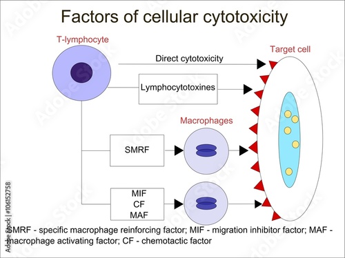 Factors of cellular cytotoxicity photo