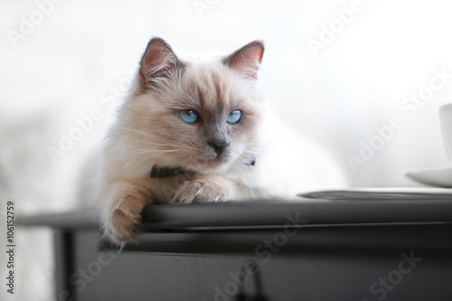 Color-point cat with bow tie lying on black table in living room, close up