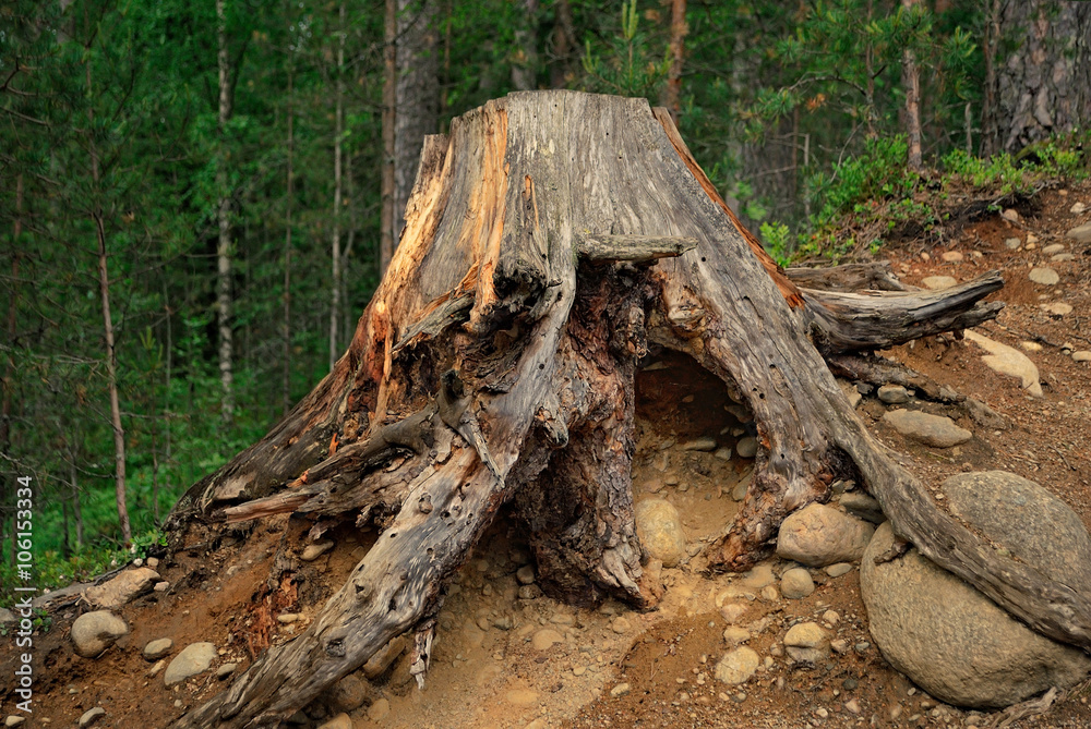 A huge old tree stump with bare roots nestled on a clayey stony slope in the dark woods. A huge old tree stump with bare roots nestled on a clayey stony slope in the dark woods.