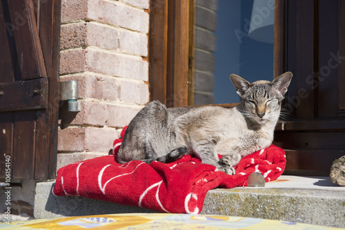 Fototapeta Naklejka Na Ścianę i Meble -  Cat outdoor in sun