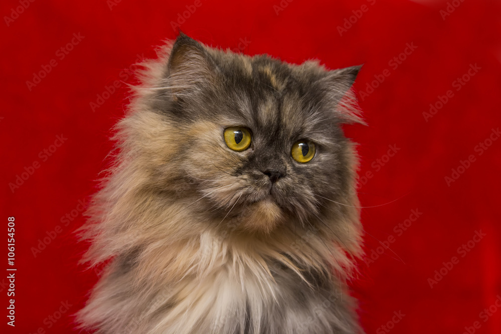Fototapeta premium Grey Persian cat on red background 