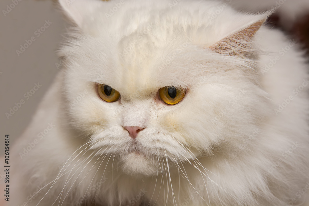 White Persian cat 