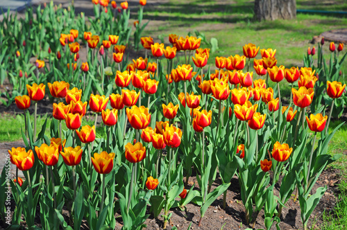 A bed of beautiful spring tulips