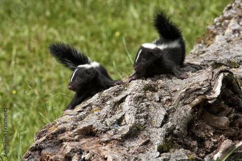 Two Skunk Babies