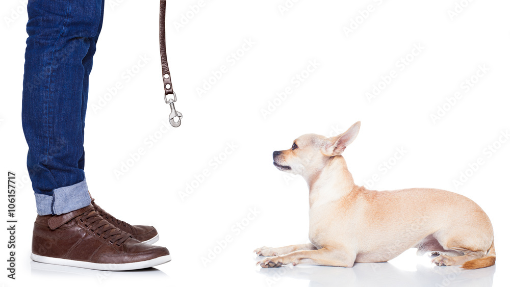 dog leash walk
