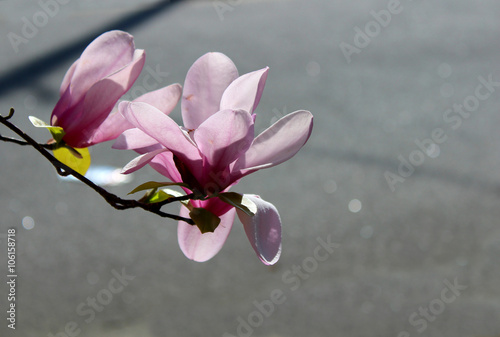 Magnolia denudata photo