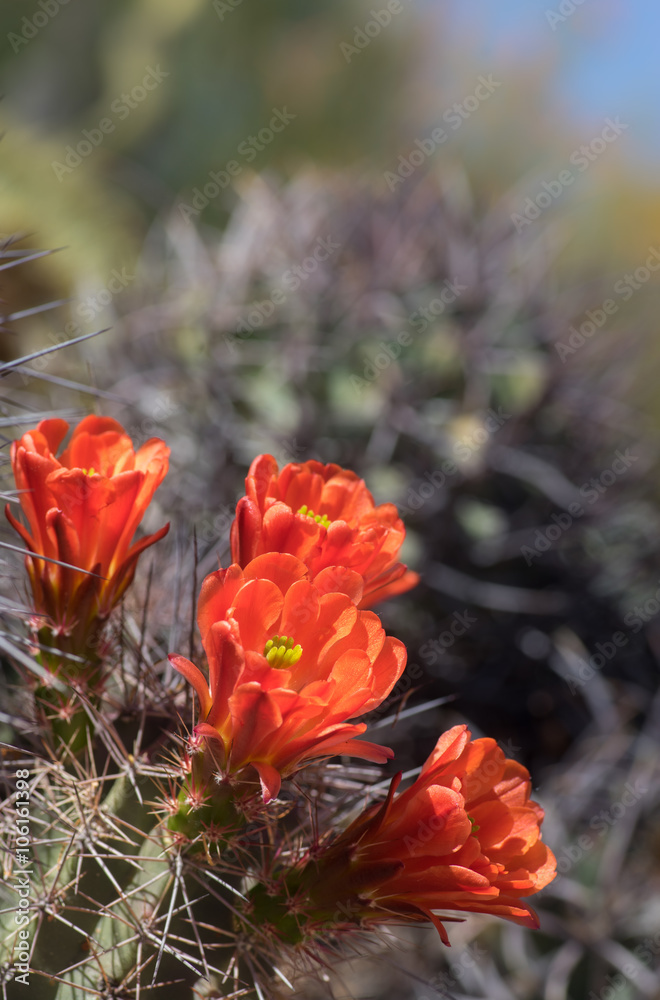 Beautiful blooming wild desert cactus flower Beautiful blooming wild desert cactus flower