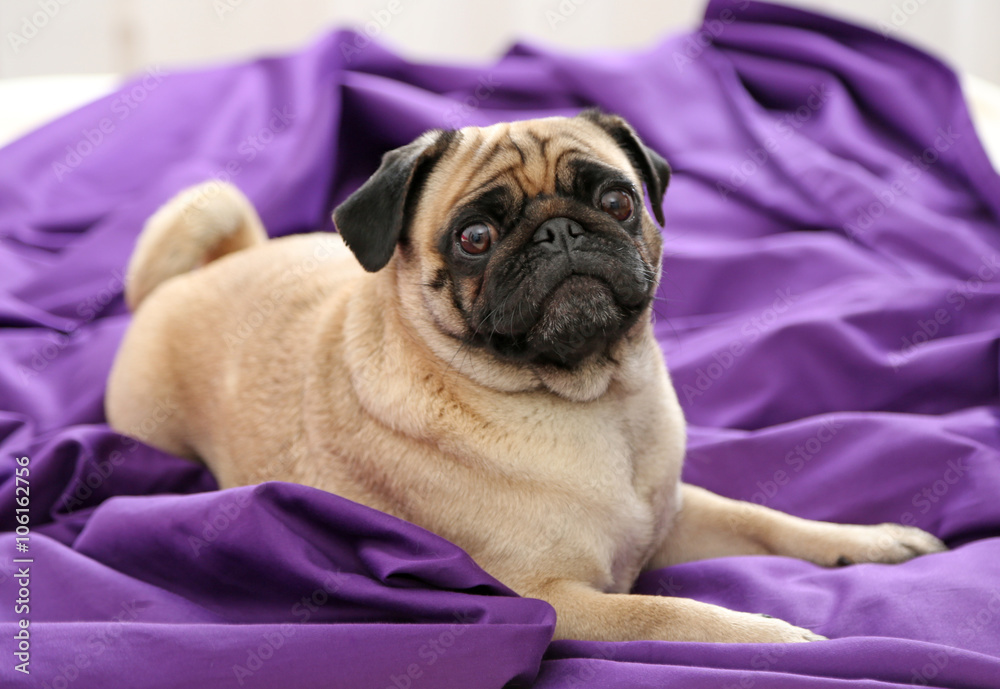 Pug dog lying on purple bedding