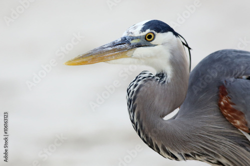 Great Blue Heron head and shoulders