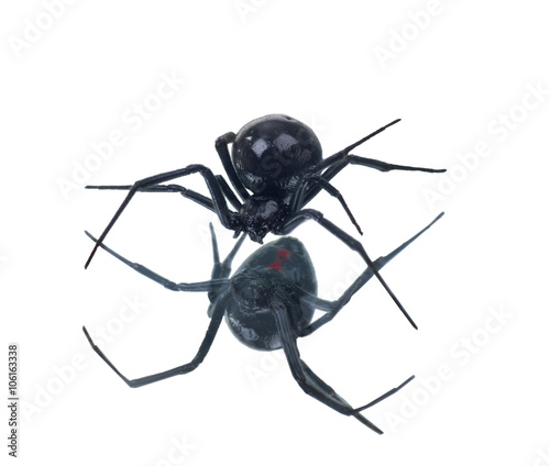 North American black widows spider and its reflection. Isolated