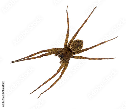 Selenopid Crab Spider on white background