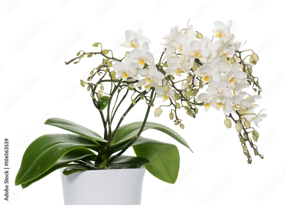 white orchids in pot