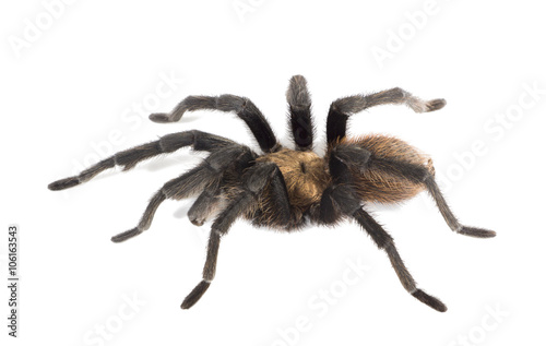 Aphonopelma hentzi, the Texas Brown tarantula, (also known as Ok