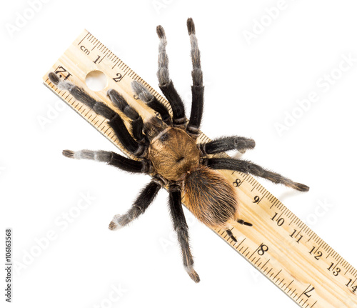 Aphonopelma hentzi, the Texas Brown tarantula, (also known as Ok