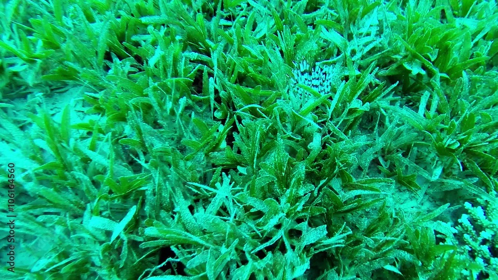 Small Fish Hiding in Thickets of Seaweed at Bottom of Gulf Small Fish Hiding in Thickets of Seaweed at Bottom of Gulf