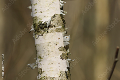 White paper birch tree bark