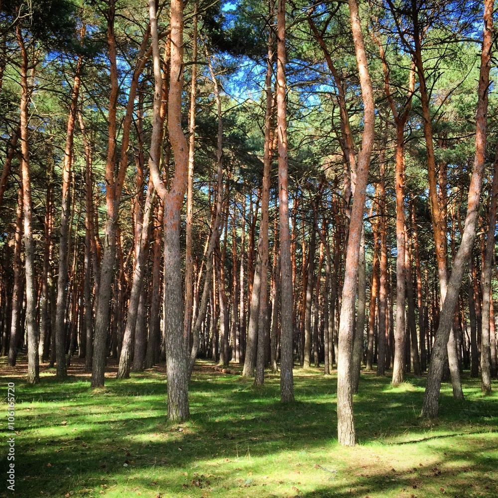 Obraz premium Bosque naturaleza
