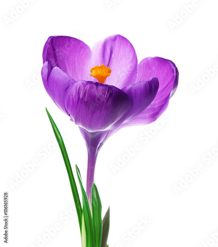 Beautiful crocus flower isolated on white
