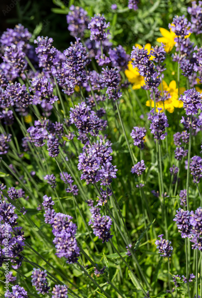 Obraz premium Gardens with the flourishing lavender