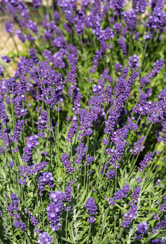 Gardens with the flourishing lavender