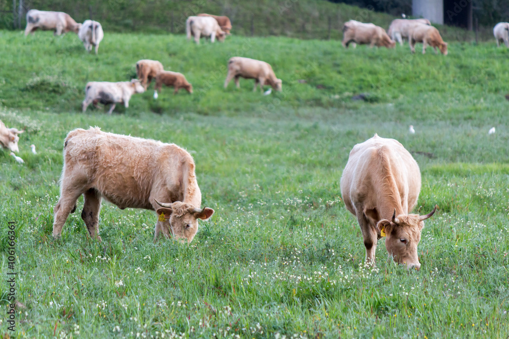 Cows eating grass