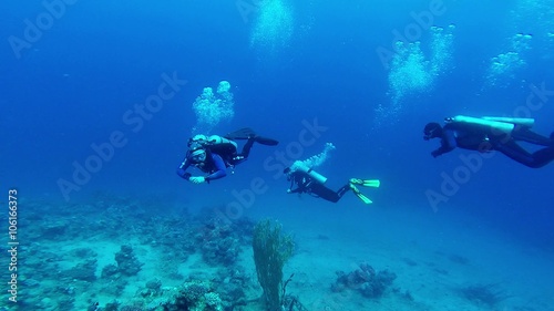 Wallpaper Mural Swimmers Group Swimming in Sea Water Near Bottom of Gulf Torontodigital.ca