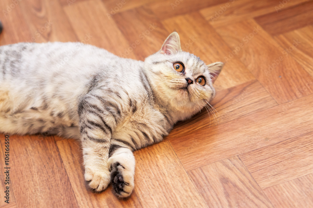 Funny little grey scottish cat lying on the floor